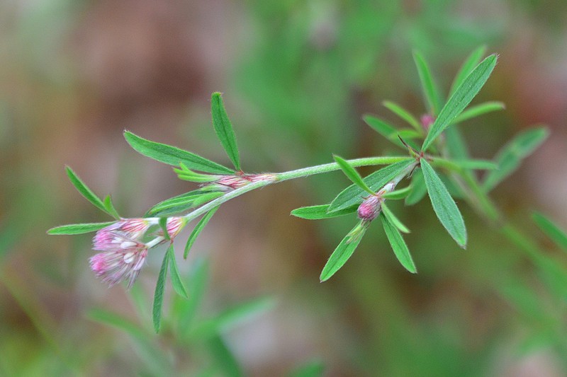 Rabbitfoot Clover photo 5