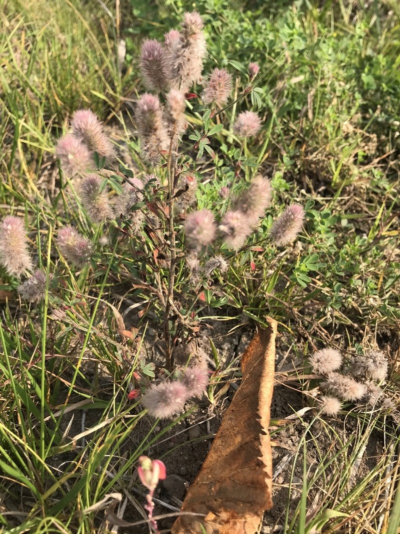 Rabbitfoot Clover photo 7
