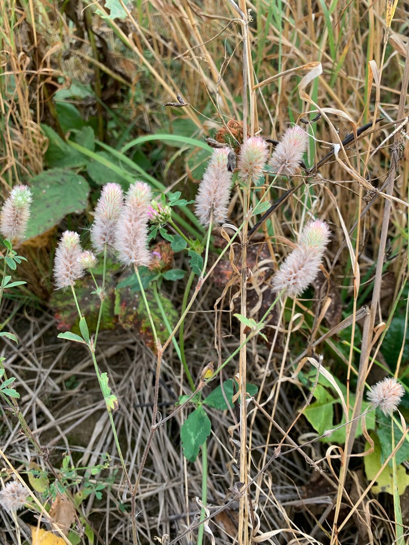 Rabbitfoot Clover photo 8