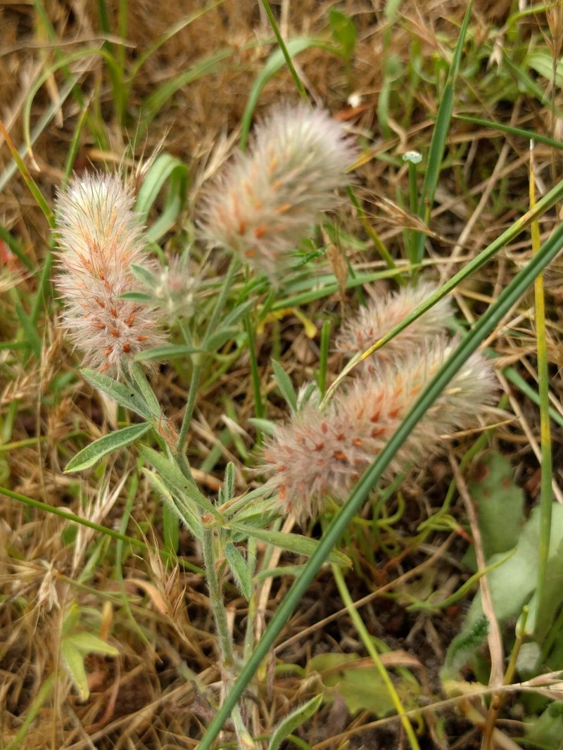 Rabbitfoot Clover photo 5