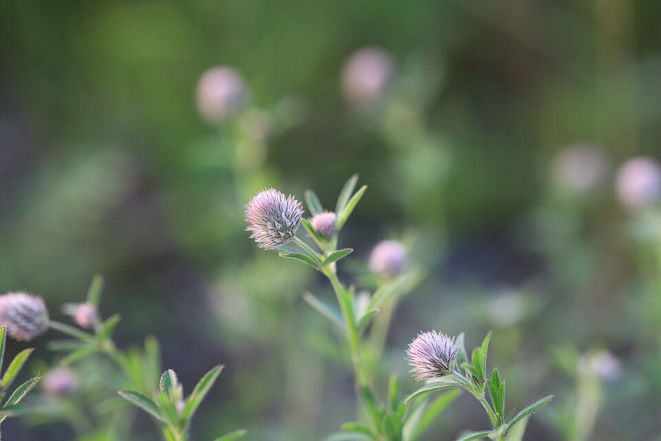 Rabbitfoot Clover photo 6