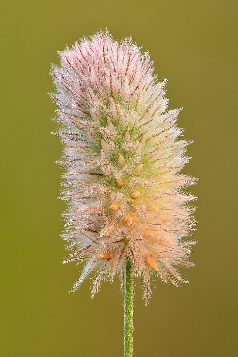 Rabbitfoot Clover photo 7