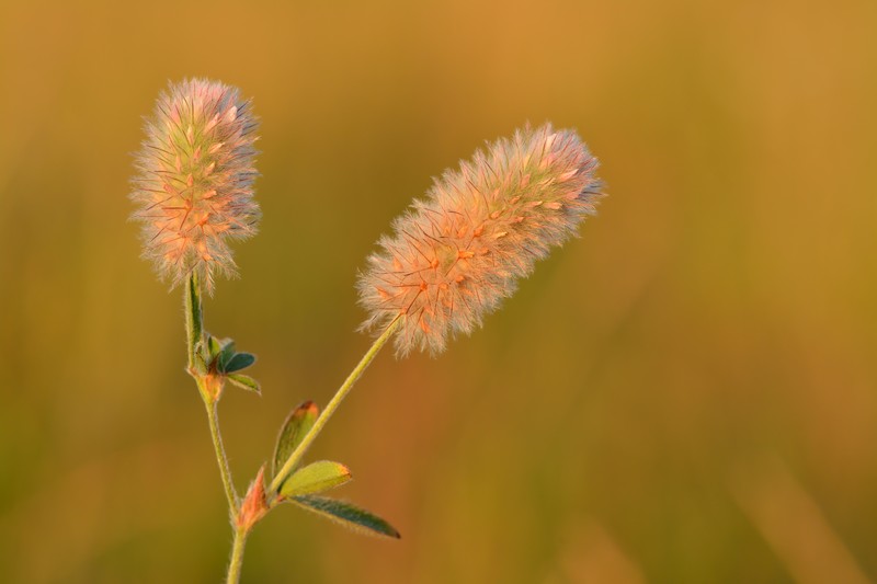 Rabbitfoot Clover photo 2