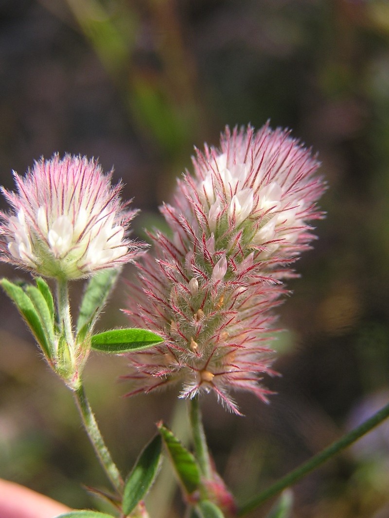 Rabbitfoot Clover photo 3