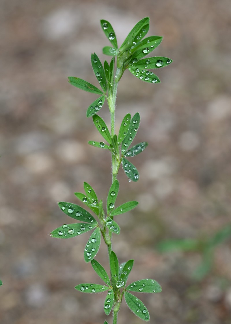 Rabbitfoot Clover photo 4