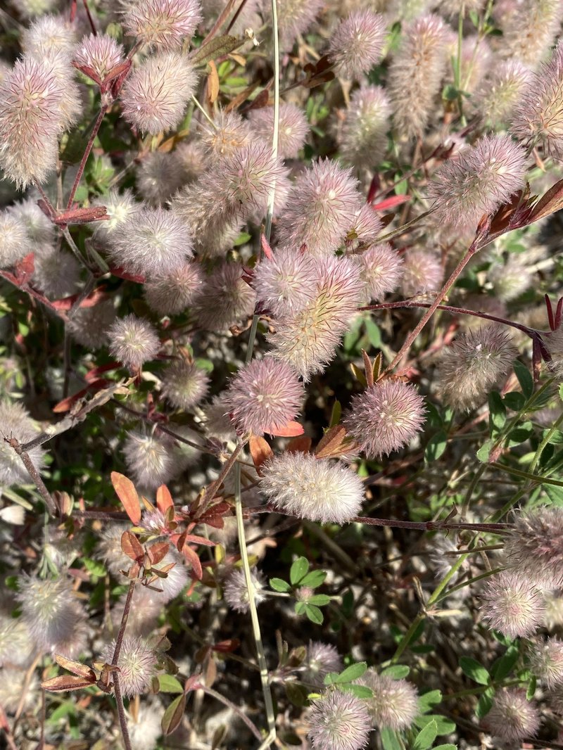 Rabbitfoot Clover photo 8