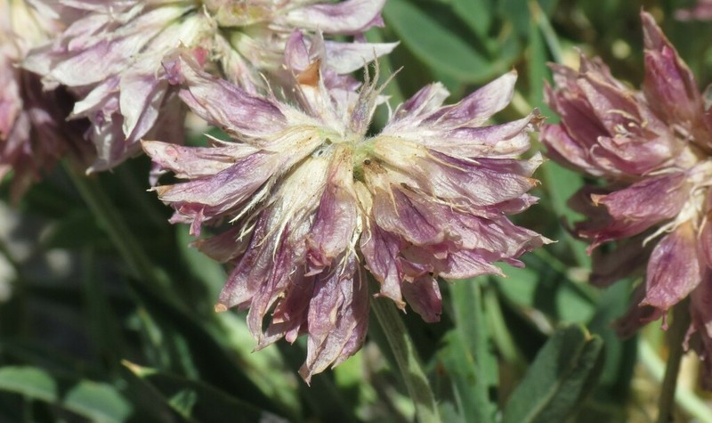 Rocky Mountain Clover