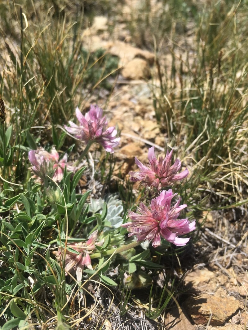 Rocky Mountain Clover photo 2