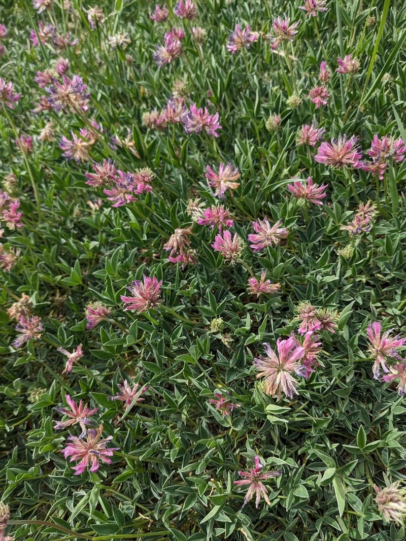 Rocky Mountain Clover photo 3