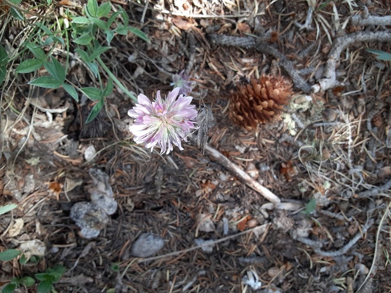 Rocky Mountain Clover photo 4