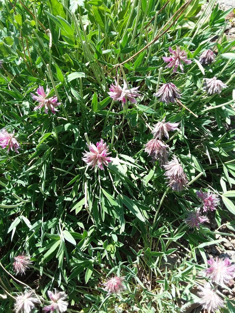 Rocky Mountain Clover photo 5