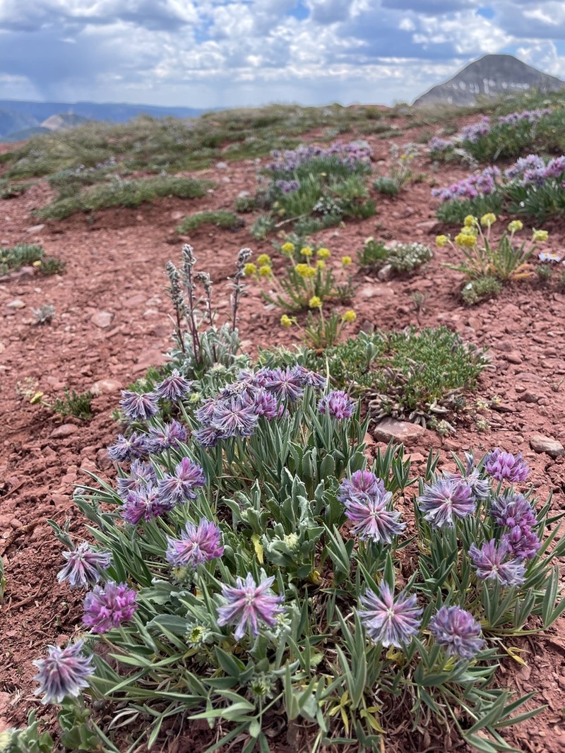 Rocky Mountain Clover photo 7