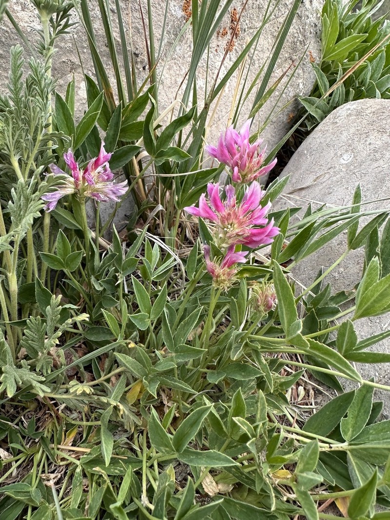 Rocky Mountain Clover photo 8
