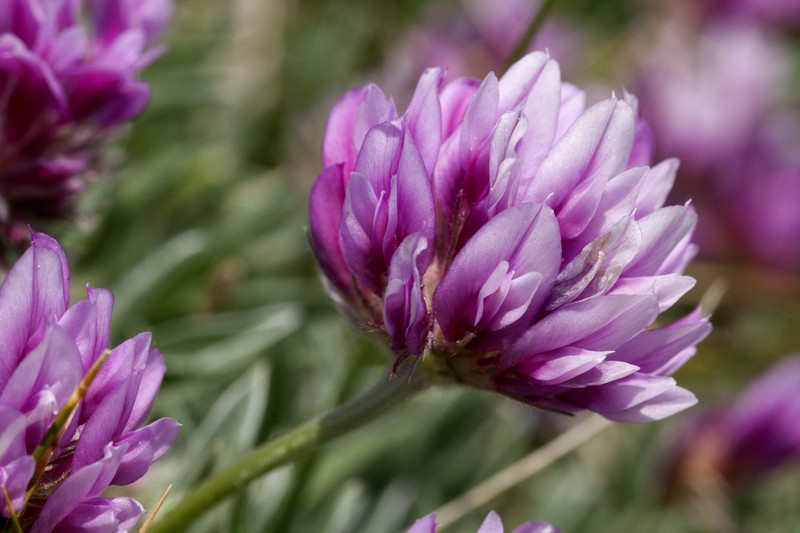 Rocky Mountain Clover photo 2