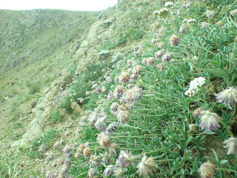 Rocky Mountain Clover photo 3