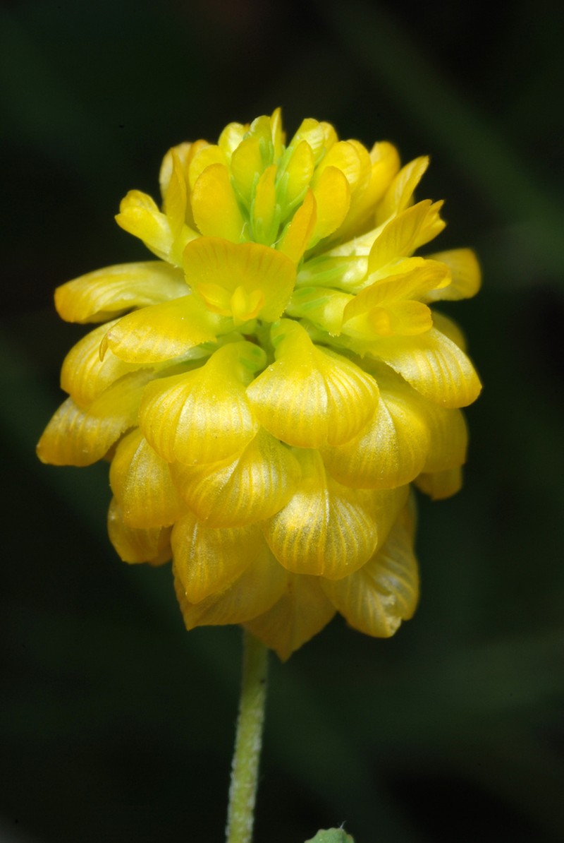 Golden Clover photo 3