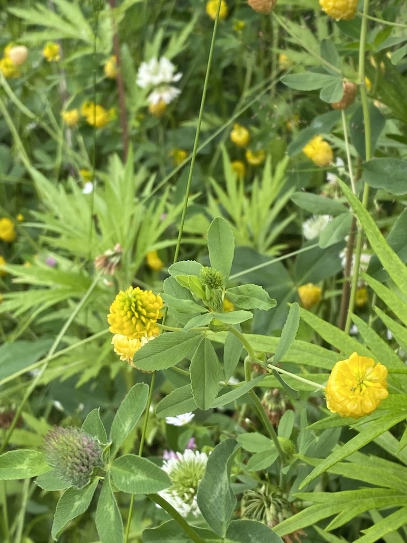 Golden Clover photo 4