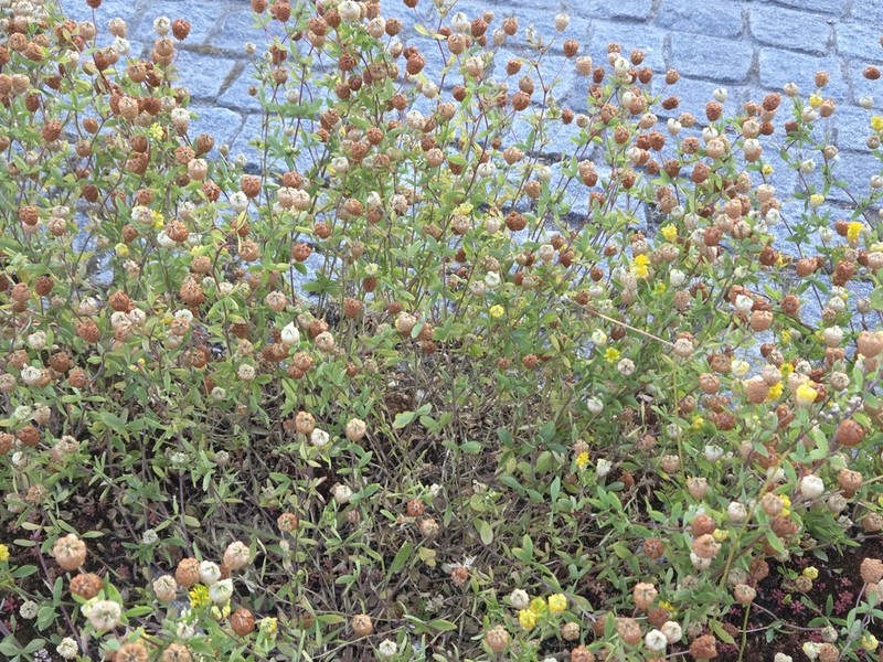 Golden Clover photo 5