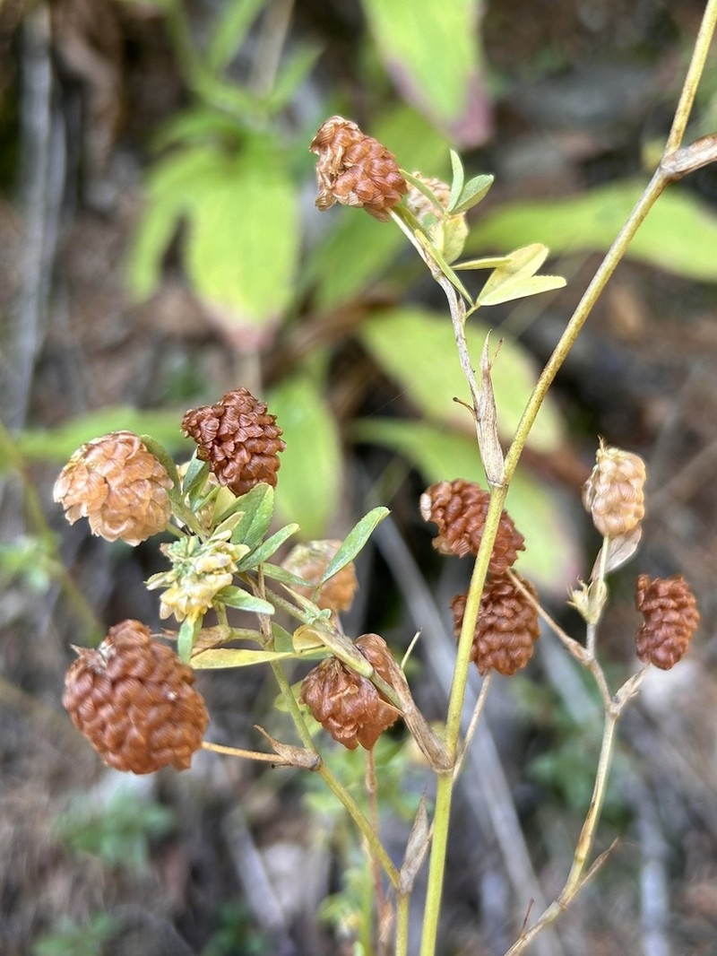 Golden Clover photo 6