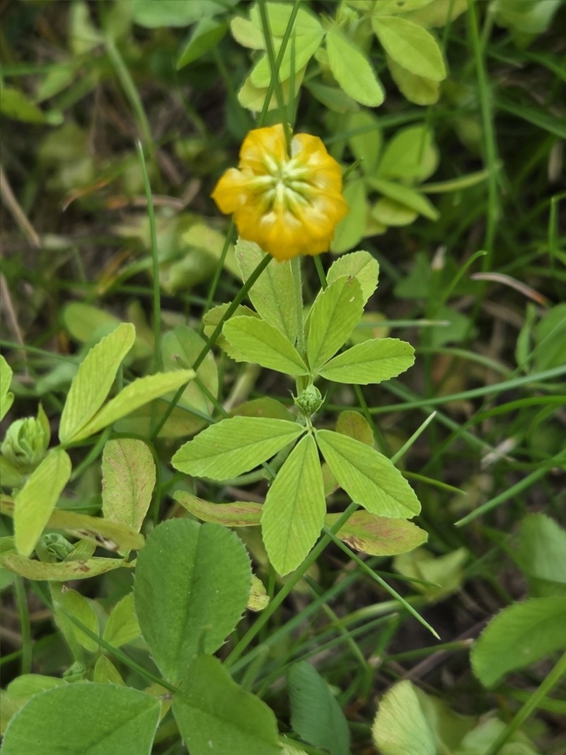 Golden Clover photo 7