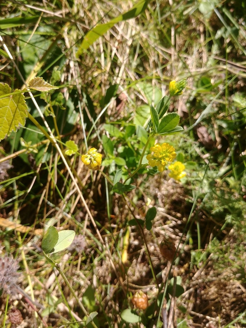 Golden Clover photo 8