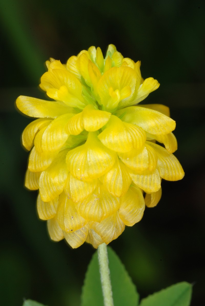 Golden Clover photo 4