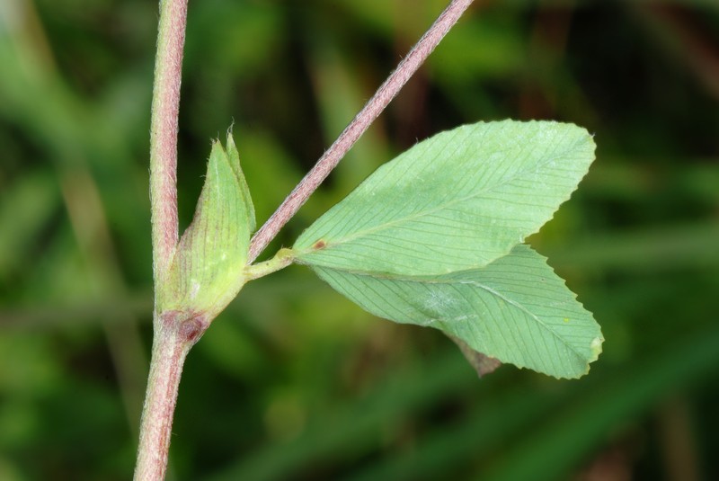 Golden Clover photo 5