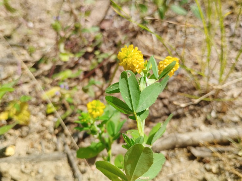 Golden Clover photo 6