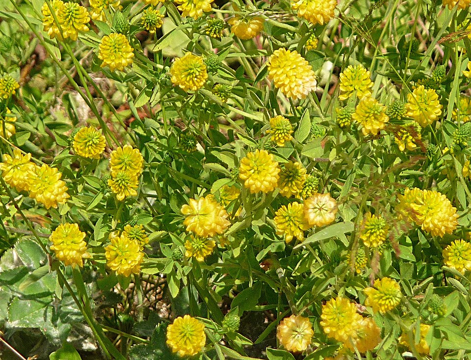Golden Clover photo 8