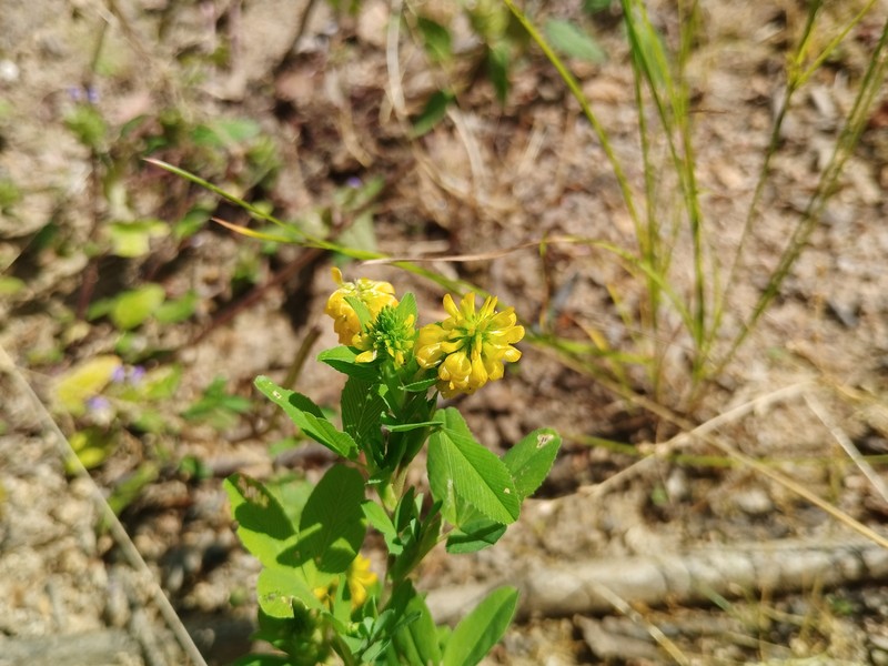 Golden Clover photo 2