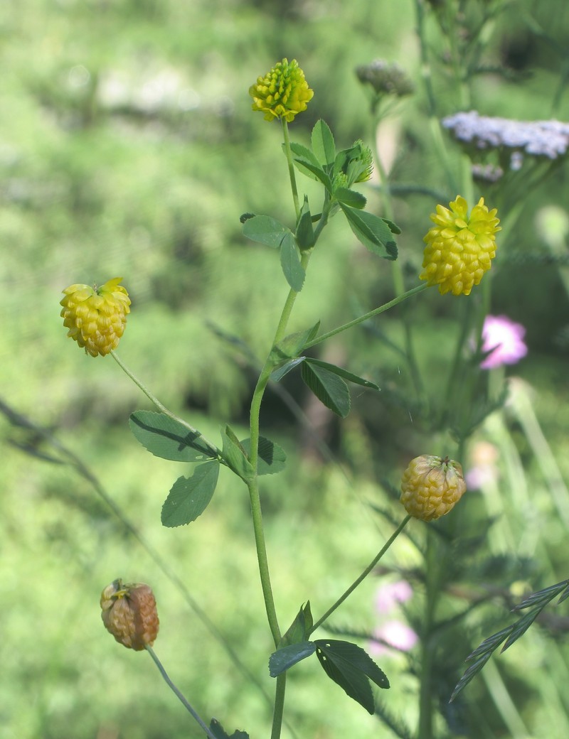 Golden Clover photo 3