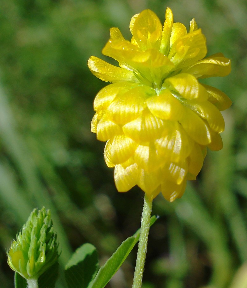 Golden Clover