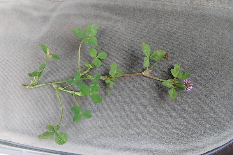 Trifolium baccarinii