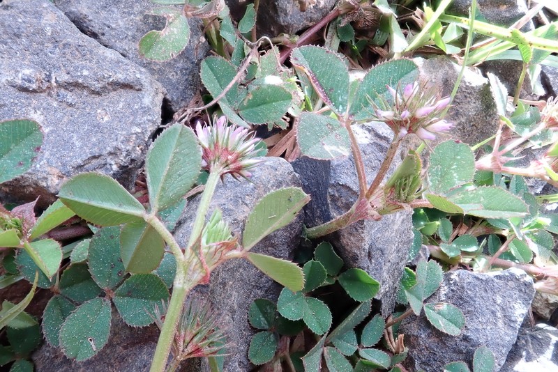 Trifolium baccarinii photo 2