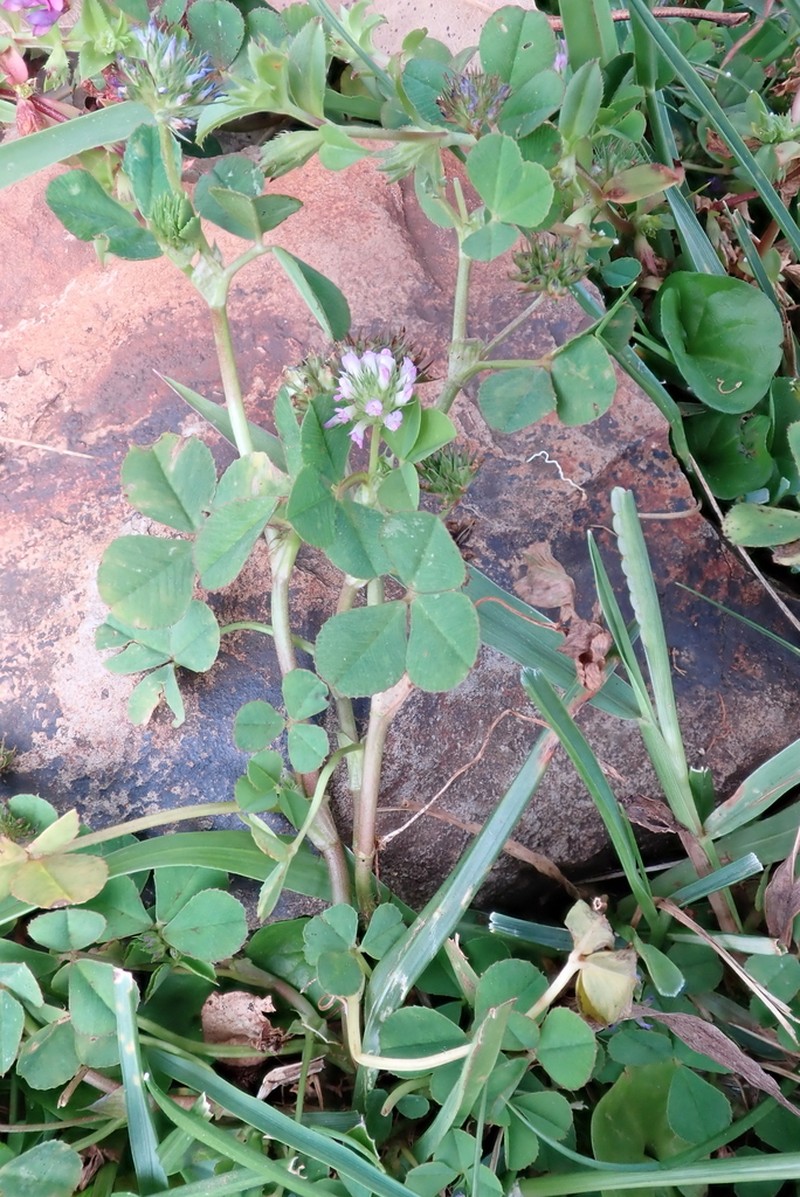 Trifolium baccarinii photo 3