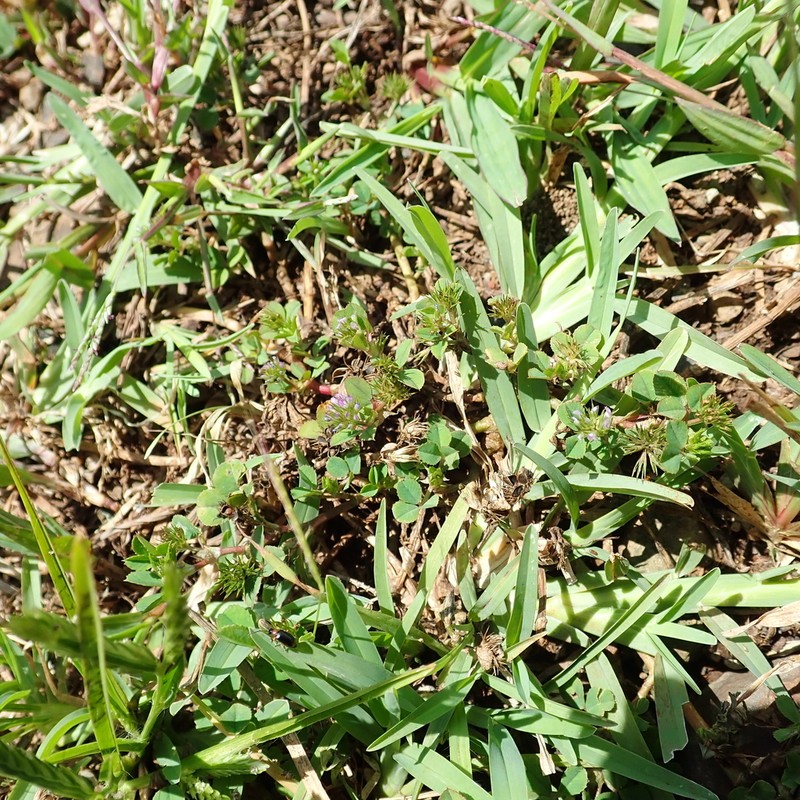 Trifolium baccarinii photo 4