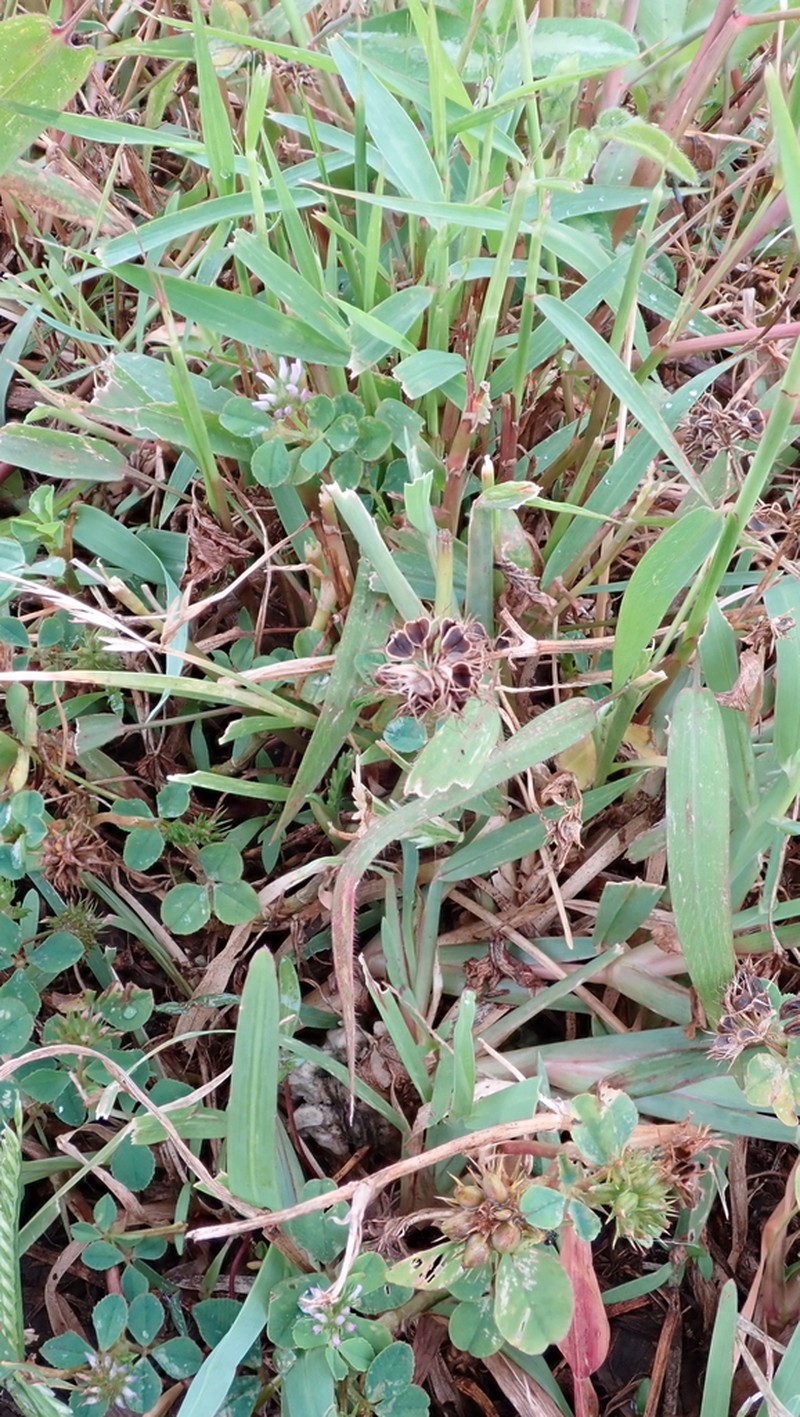 Trifolium baccarinii photo 5