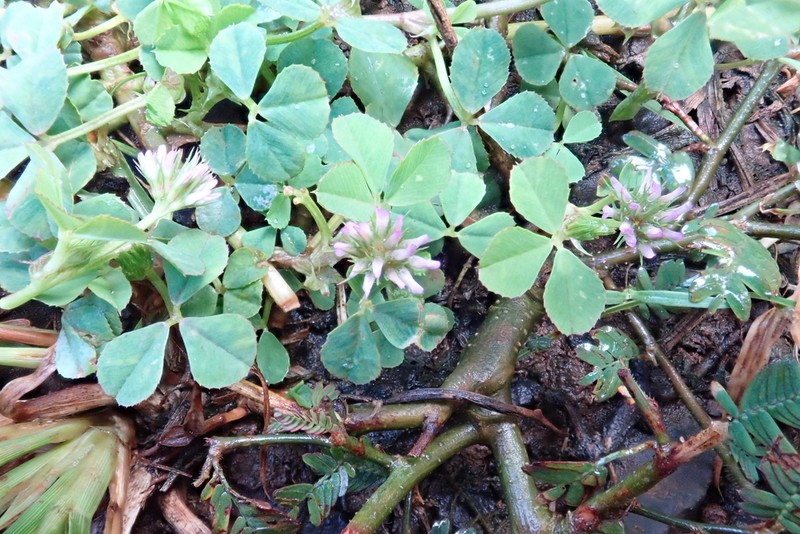Trifolium baccarinii photo 6