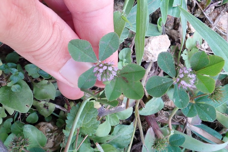 Trifolium baccarinii photo 7