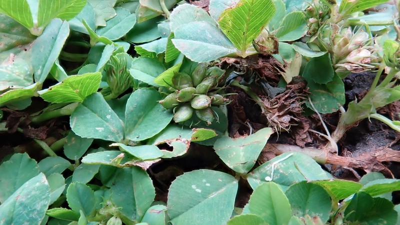 Trifolium baccarinii photo 8