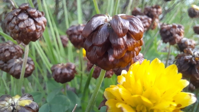 Trifolium badium photo 3