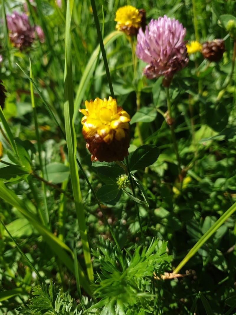 Trifolium badium photo 4