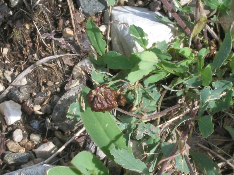 Trifolium badium photo 5