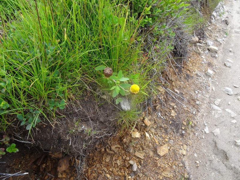 Trifolium badium photo 6