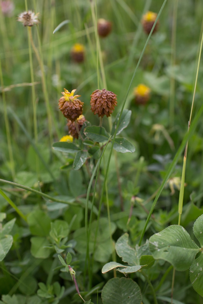 Trifolium badium photo 7