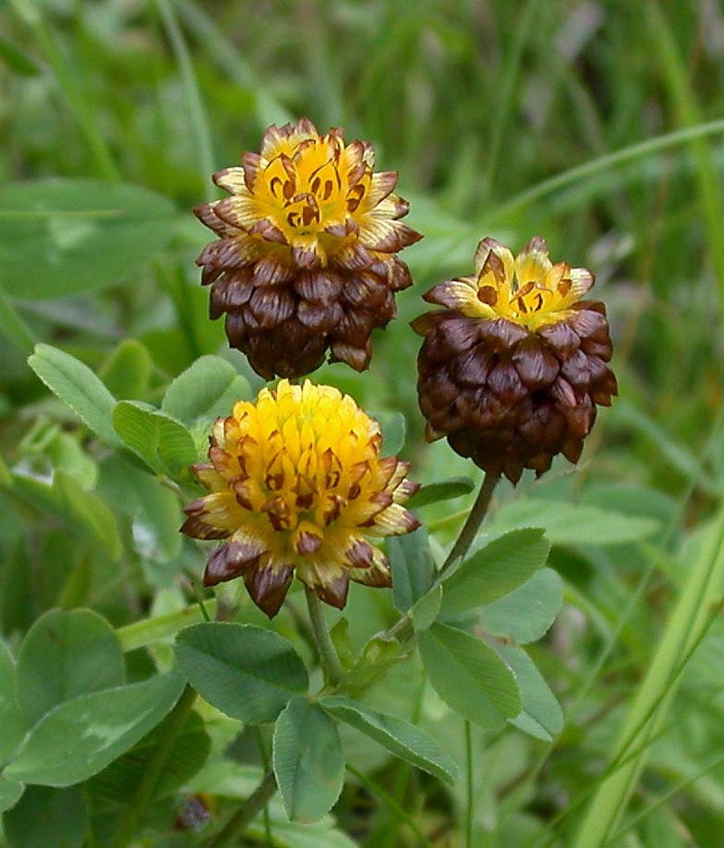 Trifolium badium photo 2