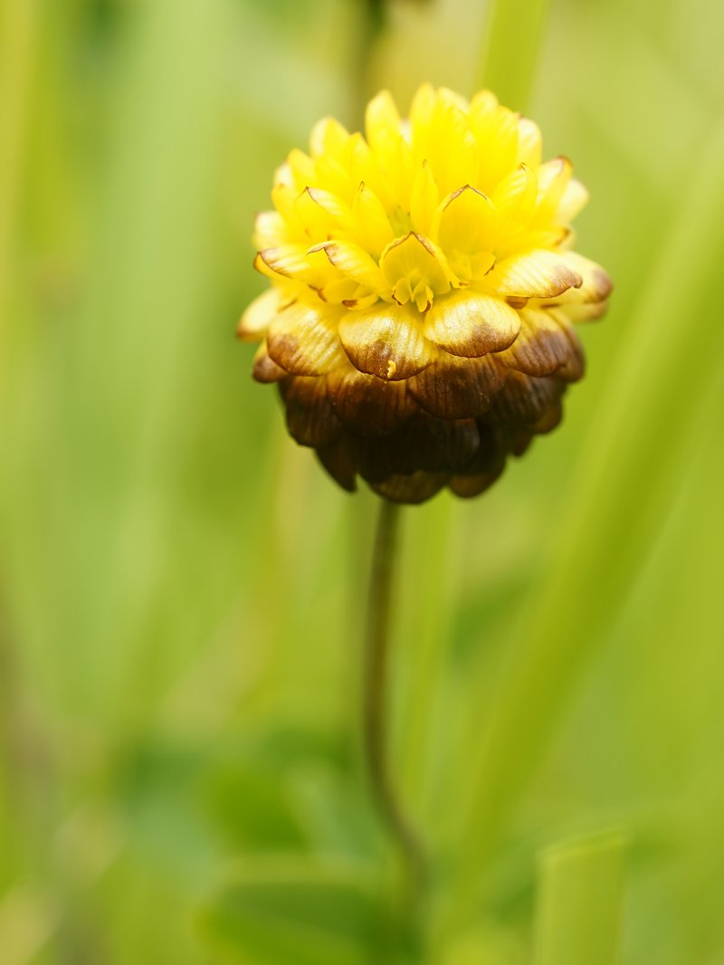 Trifolium badium