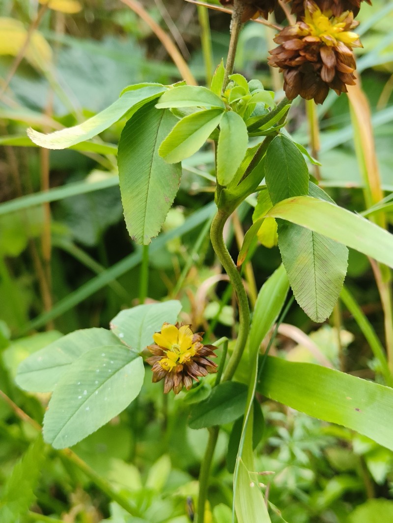 Trifolium badium subsp. badium