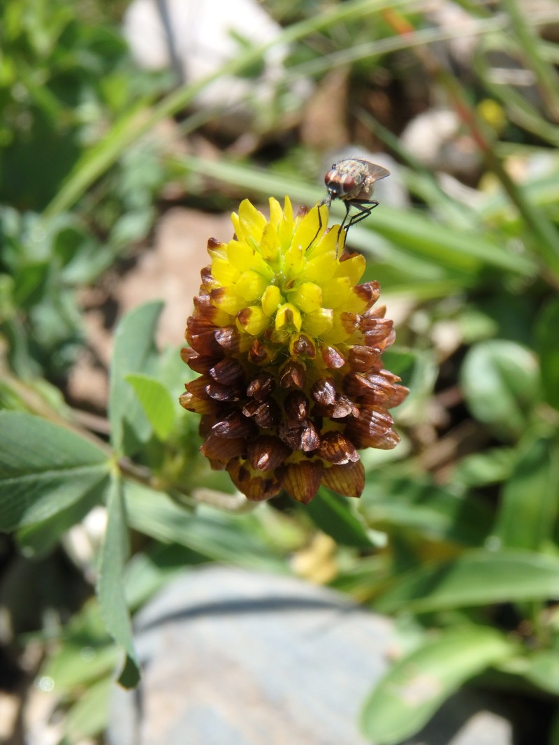 Trifolium badium subsp. rytidosemium