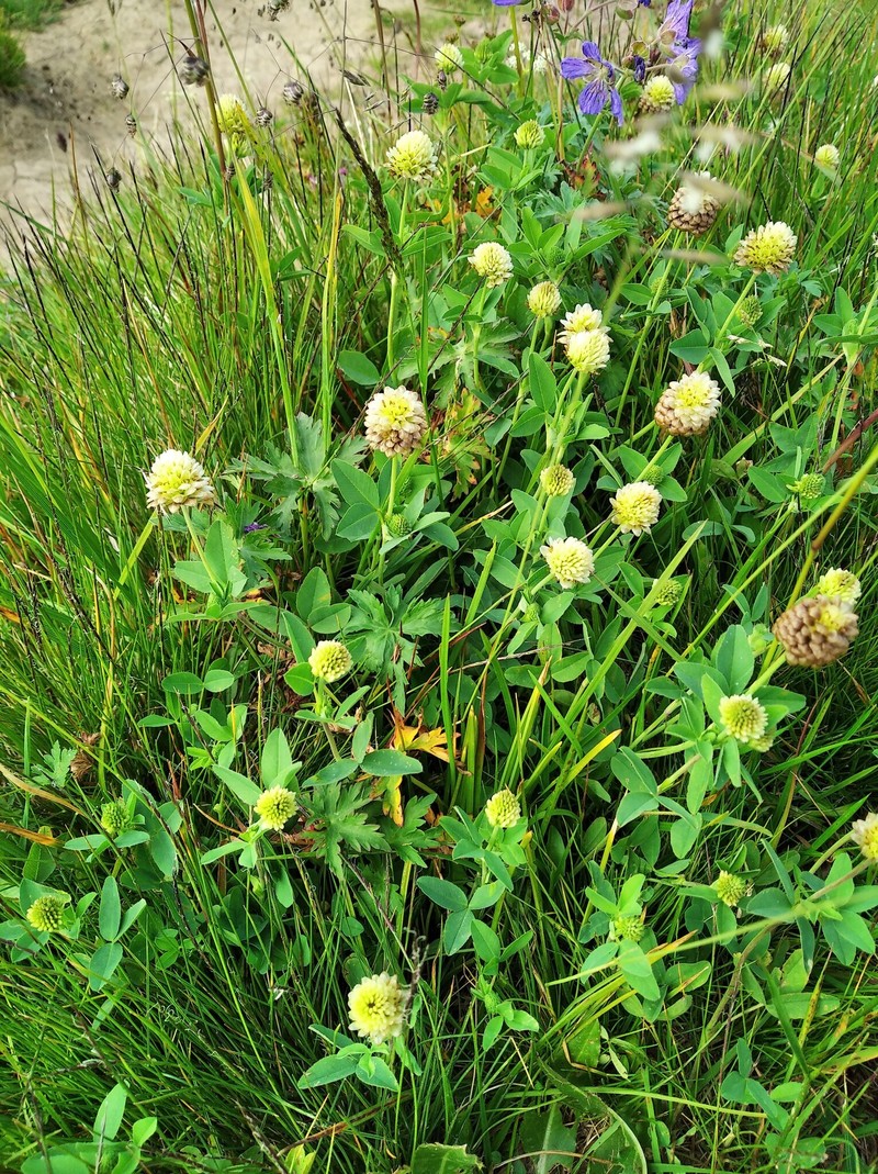 Trifolium badium subsp. rytidosemium photo 2